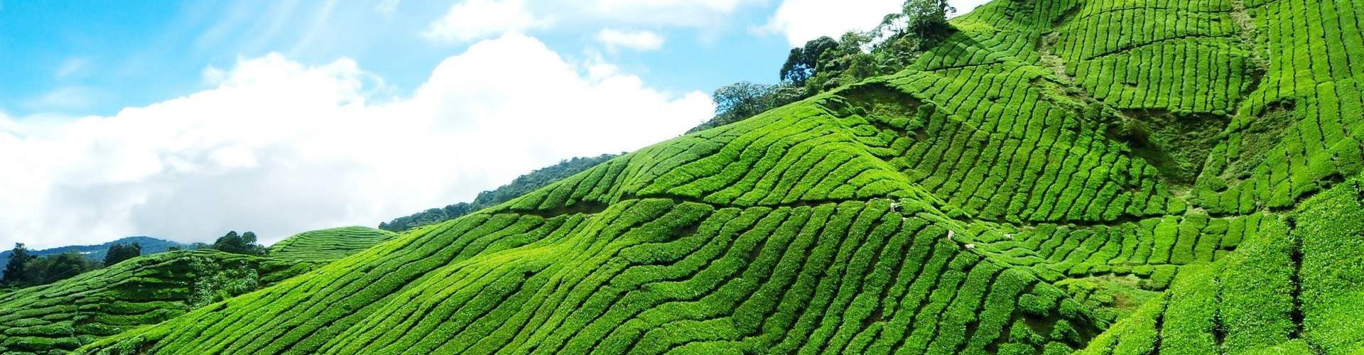 tea estate