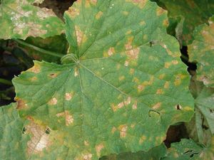 uploads/images/disease/Downy-mildew.jpg