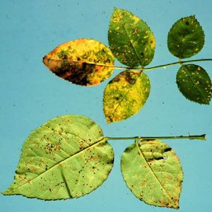 uploads/images/disease/Rose-rust.jpg