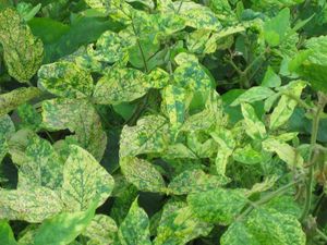 uploads/images/disease/Yellow-Mosic.jpg