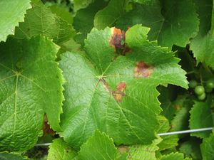uploads/images/disease/downy-mildew-of-grape_figure-1.jpg