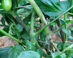 uploads/images/disease/late_blight_tomatox1200.jpg