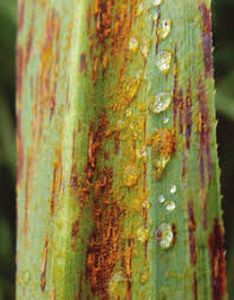uploads/images/disease/rust.jpg