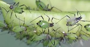 uploads/images/pest/aphid.jpg