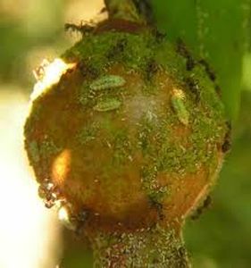 uploads/images/pest/aphids.jpg