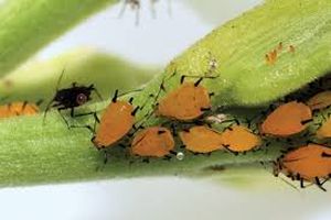 uploads/images/pest/blackgramaphids.jpg