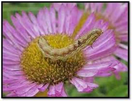 uploads/images/pest/budborer.jpg