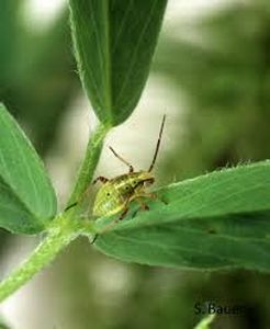 uploads/images/pest/chickpeaaphids.jpg