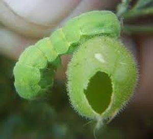 uploads/images/pest/chickpeapodborer.jpg