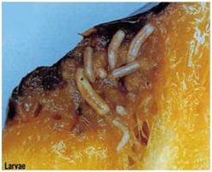 uploads/images/pest/fruitfly.jpg