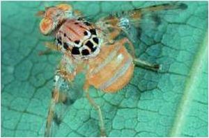 uploads/images/pest/fruitfly1.jpg