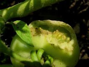 uploads/images/pest/hornworm.jpg