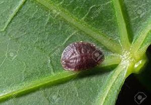 uploads/images/pest/scales.jpg