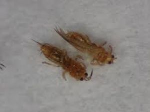 uploads/images/pest/thrips.jpg