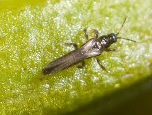 uploads/images/pest/thrips2.jpg