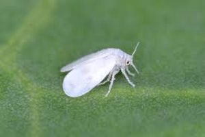 uploads/images/pest/whitefly.jpg