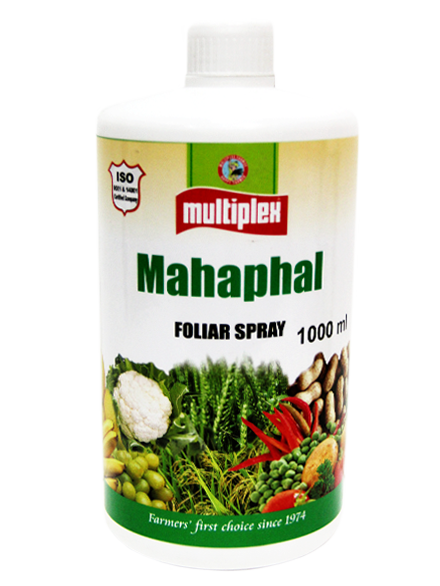 uploads/images/prod/Mahaphal.png