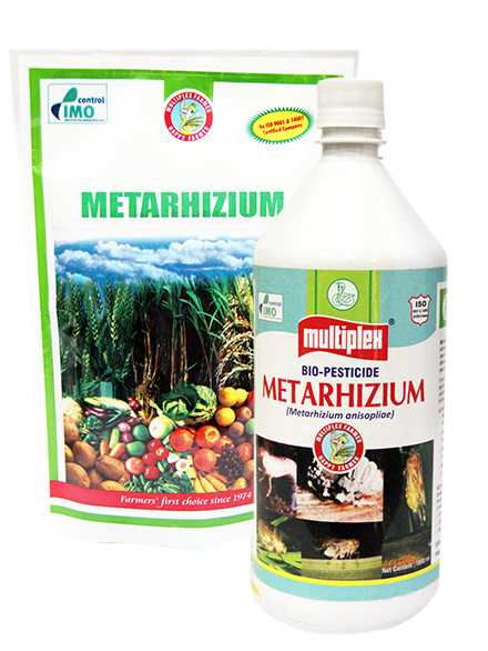 uploads/images/prod/Metarhizium.png